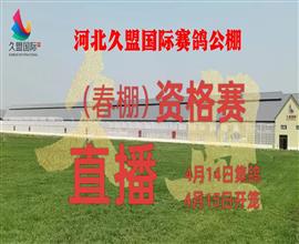 中国信鸽信息网视频直播