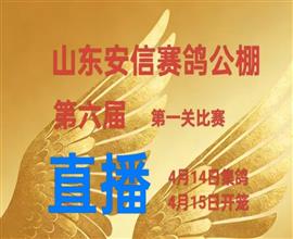 中国信鸽信息网视频直播