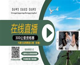 中国信鸽信息网视频直播