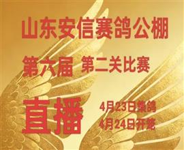 中国信鸽信息网视频直播