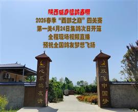 中国信鸽信息网视频直播