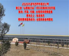 中国信鸽信息网视频直播