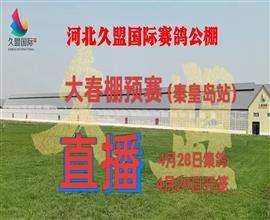 中国信鸽信息网视频直播