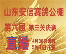 中国信鸽信息网视频直播