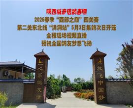 中国信鸽信息网视频直播