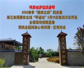 中国信鸽信息网视频直播