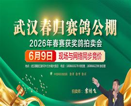 中国信鸽信息网视频直播