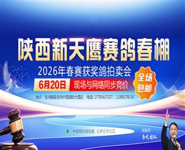 中国信鸽信息网视频直播