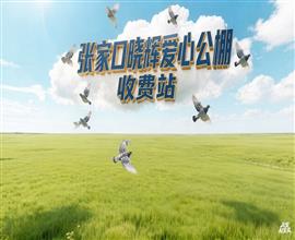 中国信鸽信息网视频直播