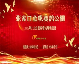 中国信鸽信息网视频直播