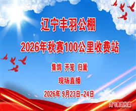 中国信鸽信息网视频直播