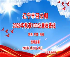 中国信鸽信息网视频直播
