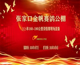中国信鸽信息网视频直播