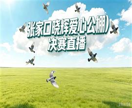 中国信鸽信息网视频直播