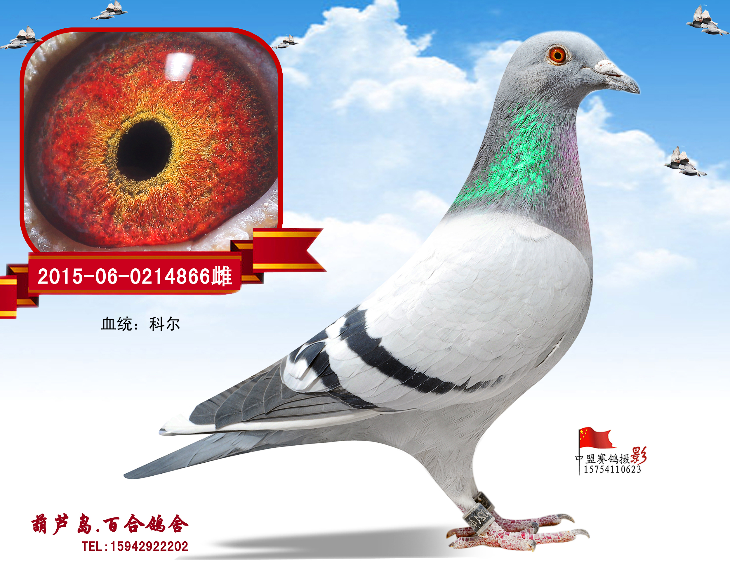 葫芦岛百合鸽舍