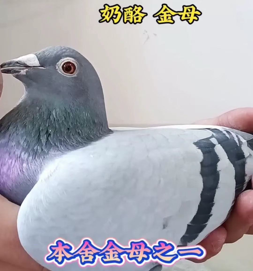 뱾չ