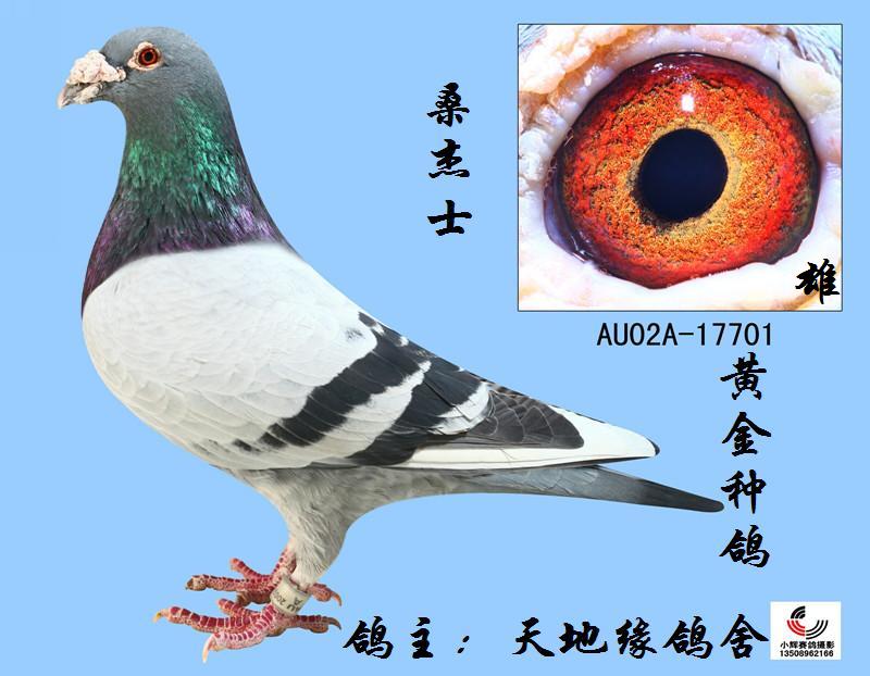 专精育种愿和鸽界同仁同赢大奖,共打硬仗,共同迈进赛鸽盛事的顶峰