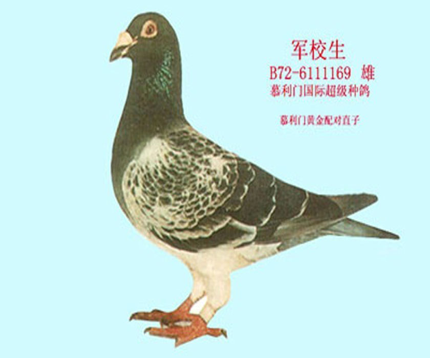 本舍培育出戈马利,桑杰士,胡本原舍,慕利门等血统的优良种鸽后代,为本