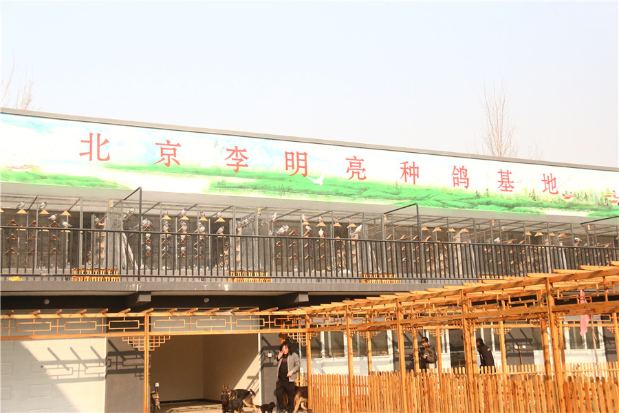 北京李明亮鸽舍简介 - 中信网铭鸽展厅