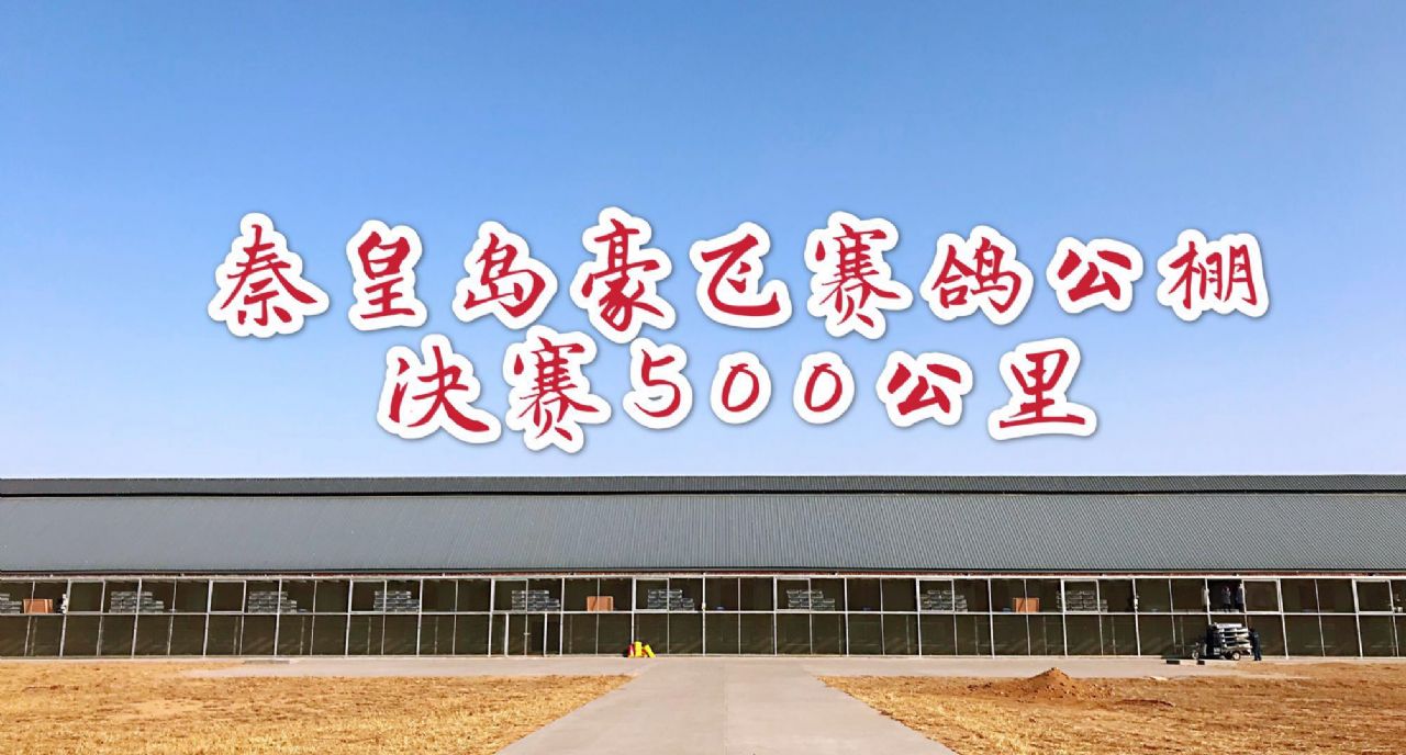 豪飞公棚500公里决赛全程视频直播